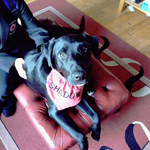 Shan - Labrador Collie Cross