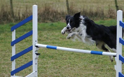 Collie Jumping
