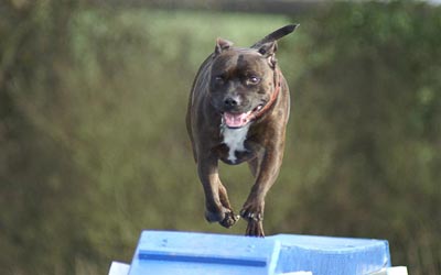 Staffie Elevated Walk