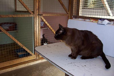 Boarding for Cats | Cattery