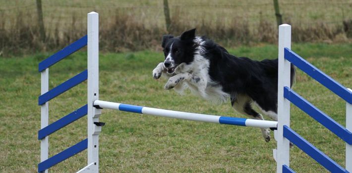 Border Collie jumping